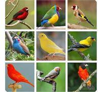 Mélange Premium de Graines pour Oiseaux Exotiques avec Panique, Mil Jaune, Blanc, Rouge, Scagliola et Niger, Régime équilibré, 900g
