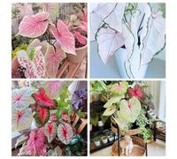 Mélange Rare de Coleus et Hosta, Jardin et Balcon, Feuillage Coloré et Éclat Naturel Sans Contrainte