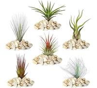 Mélange Réel de 4 Plantes Tillandsia GardenersDream - 5 Pièces de Tillandsia Air - Plantes de Terrarium - Plantes Décoratives - Plantes d'Intérieur Purifiantes - Plante Interieur Naturelle