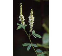Mélilot (Melilotus albus) mélilot 10 kg trèfle à fleurs jaunes semence unique
