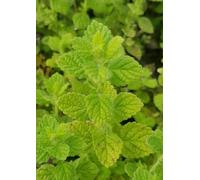 Melissa officinalis/Mélisse citronnelle/Conteneur de 2 à 2.9 litres/Aromatique