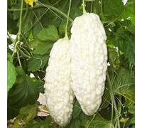 Melon amer chinois Perle blanche graines pour maison jardin 10+ pièces