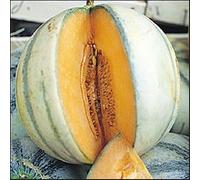 Melon charentais 30 graines Il est un melon européen classique