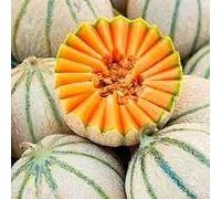 Melon Charentais Bio Vilmorin