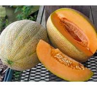 Melon, Hales meilleures graines de cantaloup Jumbo, ORGANIC, NON-OGM, 50 GRAINES PAR PACK