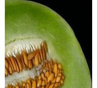 Melon Honeydew vert Chair Graines (Cucumis melo) 50 + Graines