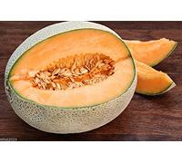 Melon Jumbo Hales Meilleur 25 graines - L'un des plus Grown Heirloom cantaloup Melons