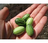 Melon Souris - Cucamelon - 20 graines