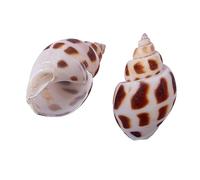 MEMEM Coquillages de Bernard-l'hermite de Petite à Moyenne Taille, Coquillages naturels for la décoration d'aquarium.(C)