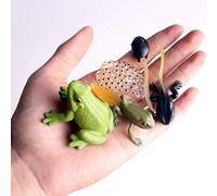 MENDUNER Mini Figurines en PVC du Cycle de Croissance des Animaux, Jouet de Simulation éducatif pour Raconter des Histoires et Construire le Vocabulaire des Enfants, Idéal pour les Présentations et