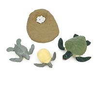 MENDUNER Modèle des étapes de Croissance Animale | Jouet éducatif de Cycle de Vie de PVC pour l'apprentissage et Le Jeu de la Science d'enfants (Cycle de Croissance des Tortues)