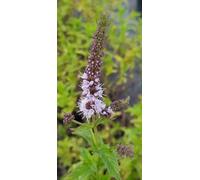 Mentha x 'Madagascar' / Menthe Madagascar/Conteneur de 2 à 2.9 litres/Aromatique
