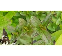 Mentha x piperita 'Chocolate' / Menthe Chocolat/Conteneur de 2 à 2.9 litres/Aromatique