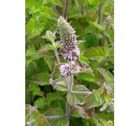 Mentha x piperita 'Grapefruit' / Menthe pamplemousse/Conteneur de 2à 2.9 litres/Aromatique