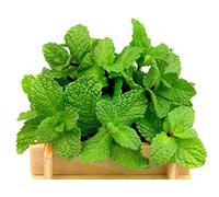 Menthe a feuilles rondes - 1200 graines