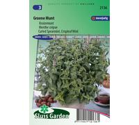 Menthe crépue (Mentha spicata crispa) Graines - Les herbes aromatiques - | SG2136