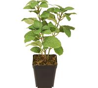 Menthe en pot Plante artificielle Déco Herbes aromatiques 24cm Vert
