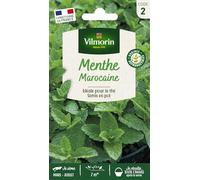 Menthe Marocaine