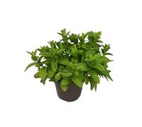 Menthe Verte Plante Naturelle d’Extérieur - Pot de 14 cm - Plante Aromatique et Culinaire