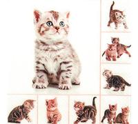 Meow Lot de 20 serviettes en papier Motif chats/animaux ludiques 33 x 33 cm