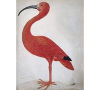 Merian Scarlet Ibis with Egg Nature Bird Painting Premium Wall Art Canvas Print 18X24 inch La Nature Oiseau La Peinture Mur