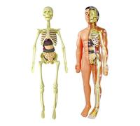 MERIGLARE Human Body Modèle Anatomique Corps Humain Squelette Miniature Pièces Amovibles Plastique Fonction Imagination Créativité Convient pour Dév,
