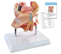 Merinden Modèle anatomique d'organe génital féminin humain, modèle anatomique du système génital féminin grandeur nature en 4 parties avec manuel coloré et support pour l'éducation des sciences