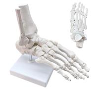 Merinden Modèle d'anatomie de l'articulation du pied humain et de la cheville grandeur nature - Comprend tibia, fibula, côté droit, support, entièrement articulé pour un usage médical et éducatif