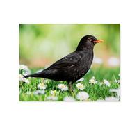 Merle Noir, Turdus merula, dans Une Prairie avec des Marguerites，Puzzles pour Adultes 1000 Pièces Puzzles pour Adultes pour Enfants Puzzle en Bois Ados Jeux Éducatifs Anti-Stress Jouet Cadeau-N25