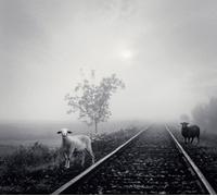 Merry - Very Best: Shiroi Kuroi Hitsuji [Import]