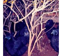 Merzbow - Animal Magnetism [Import]