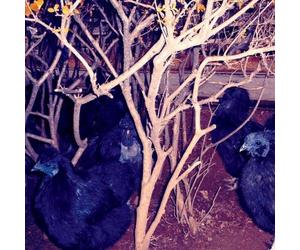 Merzbow - Animal Magnetism [Import]