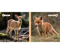 Mes amis les animaux - Les bébés animaux