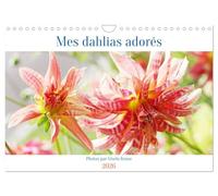 Mes dahlias adorés (Calendrier mural 2026 DIN A4 vertical), CALVENDO calendrier mensuel: La reine de la fin de l'été dans le jardin des dahlias