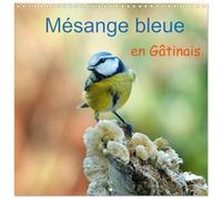 Mésange bleu en Gâtinais Calendrier mural carré 2026 30 x 60 cm (ouvert)) Calendrier double avec une page pour vos prises de notes