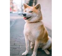 Mesribandy Broderie Cross stitch kit 11CT Toile pré-imprimée Shiba Inu DIY art kit de point de croix broderie adulte Décoration d'intérieur 40x50 cm