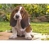 Mesribandy Kit de Peinture Diamant 5D Strass Cristal Basset Hound DIY Numéros Diamant Art Canevas Perles a Coller Décoration Murale 40x50 cm