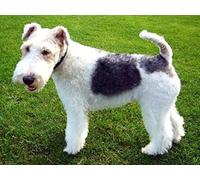 Mesribandy Kits De Peinture Au Diamant Pour Adultes Kits fox terrier D'Art perles 5D Pour Débutants DIY Mosaïque Diamond-Painting Images Décor 50x70 cm
