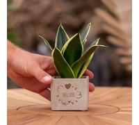 Message cadeau - Sansevieria - Beaucoup d'amour - Plante d'intérieur
