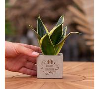 Message cadeau - Sansevieria - Bedankt zorgtopper - Plante d'intérieur