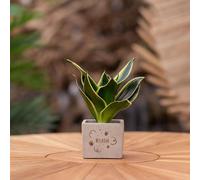Message cadeau - Sansevieria - Bienvenue - Plante d'intérieur