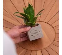 Message Cadeau - Sansevieria - Bienvenue - Plante d'intérieur