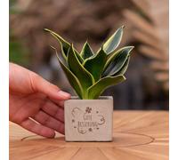 Message cadeau - Sansevieria - Bon rétablissement - Plante à cannelle