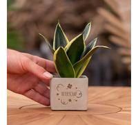 Message cadeau - Sansevieria - Bon rétablissement - Plante d'intérieur