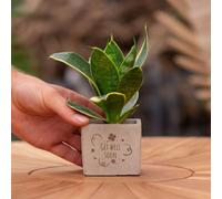 Message cadeau - Sansevieria - Bon rétablissement - Plante d'intérieur