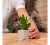 Message cadeau - Sansevieria - Bon rétablissement - Plante d'intérieur