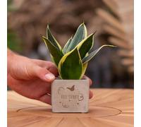 Message cadeau - Sansevieria - Bonne chance - Plante à cannelle
