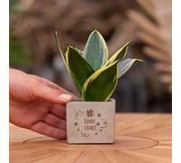 Message Cadeau - Sansevieria - Bonne chance - Plante d'intérieur