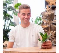Message cadeau - Sansevieria - Bonne chance - Plante d'intérieur