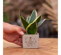 Message cadeau - Sansevieria - Bonnes vacances d'été - Plante d'intérieur